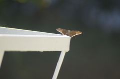 Spicauda simplicius