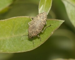 Epitragus aurulentus