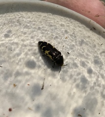 Acmaeodera pulchella