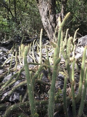 Cleistocactus smaragdiflorus