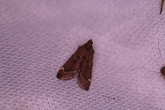 Hypsopygia intermedialis