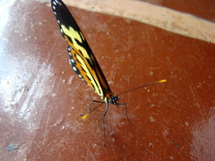 Mechanitis polymnia