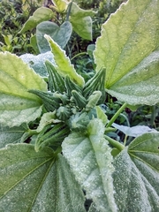 Hibiscus lasiocarpos