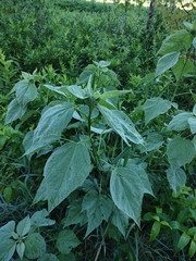 Hibiscus lasiocarpos