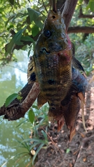 Amphilophus trimaculatus