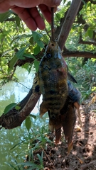 Amphilophus trimaculatus