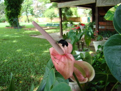 Eulaema nigrita