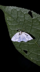 Cabera exanthemata