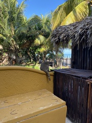 Procyon lotor hernandezii