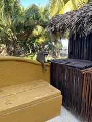 Procyon lotor hernandezii