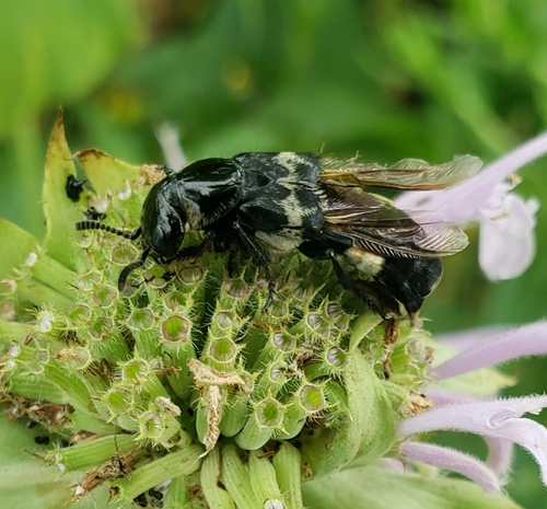 Hairy rove beetle photo 4