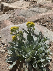 Senecio atratus