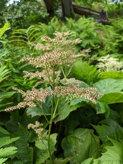 Rodgersia