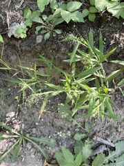 Dichanthelium huachucae