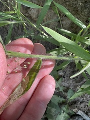 Dichanthelium huachucae