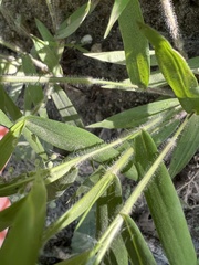 Dichanthelium huachucae