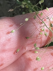 Dichanthelium huachucae