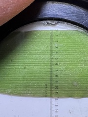 Dichanthelium huachucae