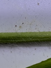 Dichanthelium huachucae