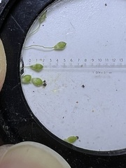 Dichanthelium huachucae