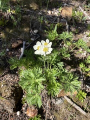Anemonastrum zephyrum