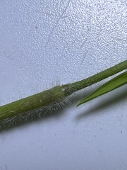 Dichanthelium huachucae