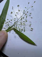 Dichanthelium huachucae