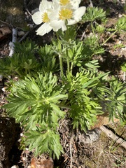 Anemonastrum zephyrum