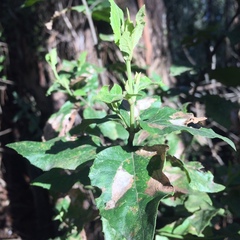 Podanthus ovatifolius