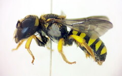 Pseudoanthidium scapulare