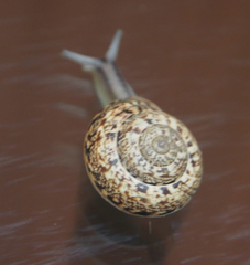 Marmorana serpentina