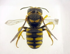Pseudoanthidium scapulare
