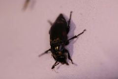 Nicrophorus pustulatus