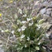 Mountain Campion - Photo (c) Will Petry, some rights reserved (CC BY-NC), uploaded by Will Petry