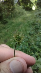 Geum × catlingii