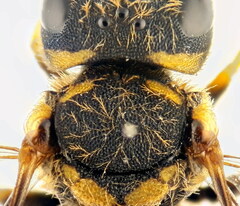 Pseudoanthidium scapulare