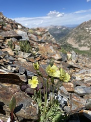 Papaver radicatum kluanense