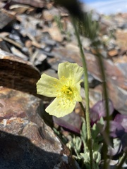 Papaver radicatum kluanense