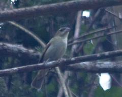 Sporophila frontalis