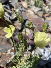 Papaver radicatum kluanense