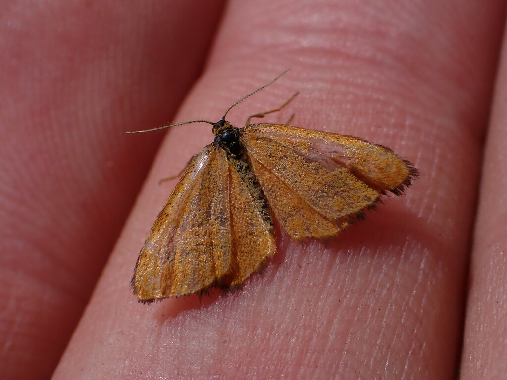 Idaea flaveolaria