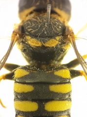 Pseudoanthidium scapulare
