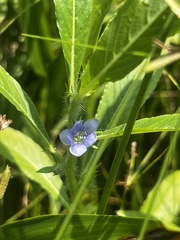 Hydrolea quadrivalvis