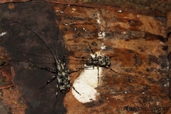 Apolecta paraplesia