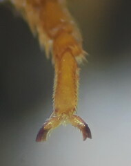 Pseudoanthidium scapulare