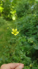 Geum × catlingii