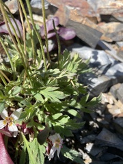 Papaver radicatum kluanense