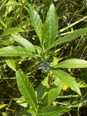 Hydrolea quadrivalvis