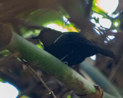 Pyriglena leucoptera