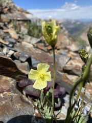 Papaver radicatum kluanense